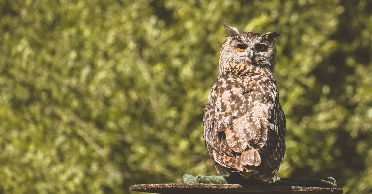 découvrez owl radar, l'outil ultime pour la détection et la surveillance précise, alliant technologie avancée et simplicité d'utilisation.